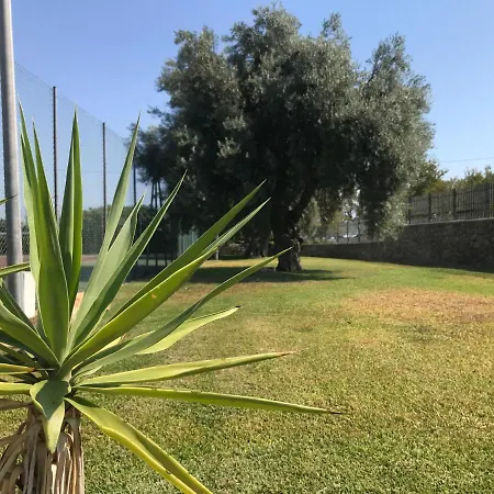 Monami بلفيديري